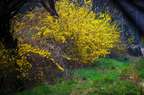 Krzewy kwitnące na żółto