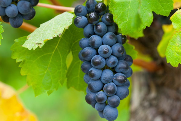 Jak pielęgnować sadzonki winogron