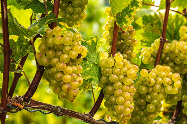 Jak pielęgnować sadzonki winogron