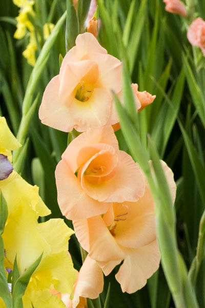 Kwiaty gladioli