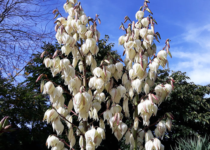 Kwiaty juki karolińskiej (ogrodowej)