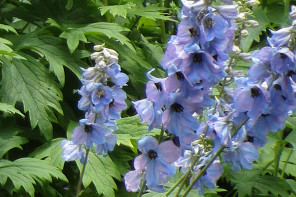 Odmiana ostróżki wyniosłej o jasnoniebieskich kwiatach