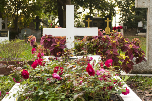 Róże na cmentarzu