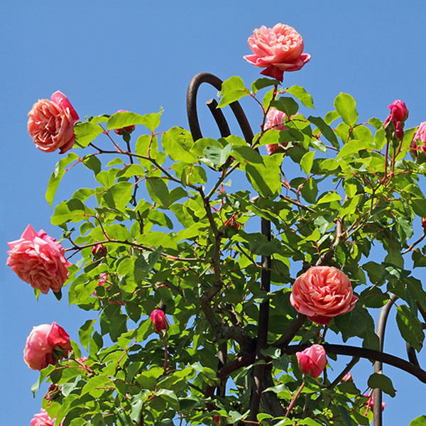 Róże na pergole