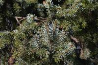 Świerk serbski (Picea omornica)