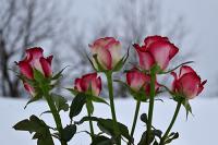 Jak zabezpieczyć róże na zimę?