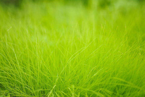 Młoda trawa pampasowa